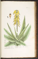 Levy 229, "A Curious Herbal"