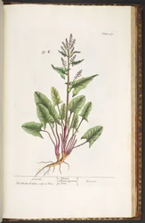 Levy 230, "A Curious Herbal"