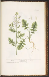 Levy 242, "A Curious Herbal"