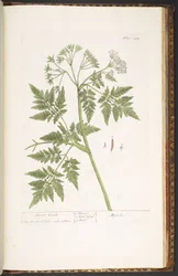 Levy 243, "A Curious Herbal"