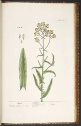 Levy 246, Wodd, "A Curious Herbal"