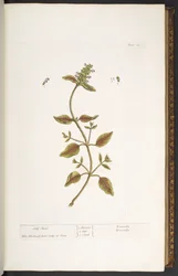 Levy 24, Self Heal, kirjasta "A Curious Herbal"