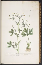 Levy 259, "A Curious Herbal"