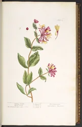 Levy 25, Honeysuckle Wood Blind, "A Curious Herbal"