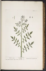 Levy 260, "A Curious Herbal"