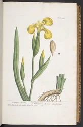 Levy 261, "A Curious Herbal"
