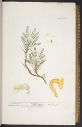 Levy 264, "A Curious Herbal"