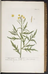 Levy 266, "A Curious Herbal"