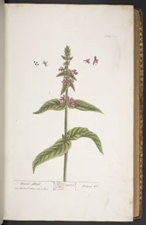 Levy 273, "A Curious Herbal"