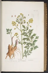 Levy 275, "A Curious Herbal"