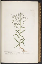 Levy 276, "A Curious Herbal"