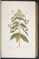 Levy 278, "A Curious Herbal"