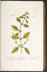 Levy 27, Balm, "A Curious Herbal"