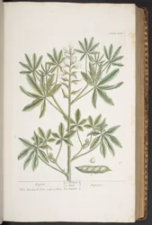 Levy 282, "A Curious Herbal"