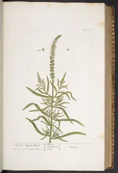 Levy 283, "A Curious Herbal"
