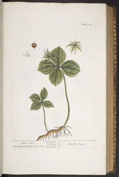 Levy 286, "A Curious Herbal"