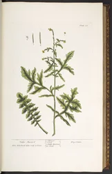 Levy 28, Hedge Sinappi, "A Curious Herbal"