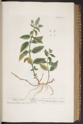 Levy 291, "A Curious Herbal"