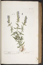 Levy 296, "A Curious Herbal"
