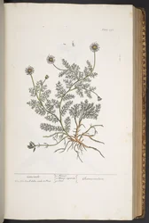 Levy 298, "A Curious Herbal"