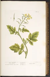 Lauta 29, White Sinappi, "A Curious Herbal"