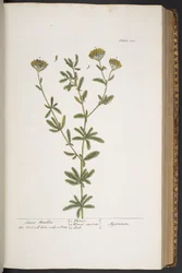 Lauta 300, "A Curious Herbal"