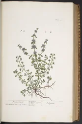 Levy 302, "A Curious Herbal"