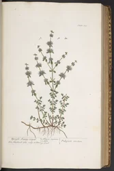Levy 303, "A Curious Herbal"