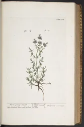 Levy 304, "A Curious Herbal"
