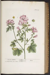 Levy 309, "A Curious Herbal"