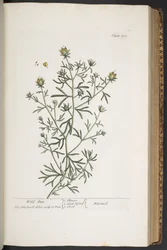 Levy 310, "A Curious Herbal"