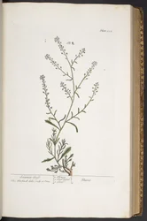 Levy 312, "A Curious Herbal"