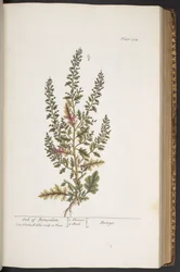 Levy 314, "A Curious Herbal"