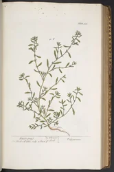 Levy 315, "A Curious Herbal"