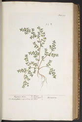 Levy 320, "A Curious Herbal"