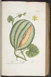Levy 329, "A Curious Herbal"