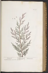 Levy 331, "Utelias yrtti"