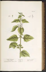 Levy 33, valkoinen arkkienkeli kuollut nokkonen, "A Curious Herbal"