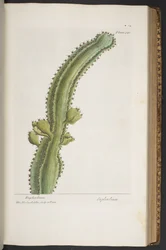 Levy 340, "A Curious Herbal"