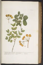 Levy 350, "A Curious Herbal"