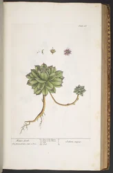 Levy 366, "A Curious Herbal"