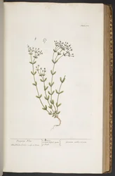 Levy 368, "A Curious Herbal"