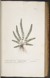 Levy 370, "A Curious Herbal"
