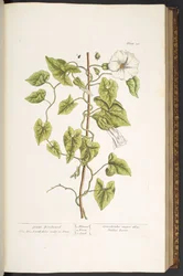Levy 38, Great Bindweed, kirjasta "A Curious Herbal"