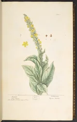 Levy 3, Mullein, "A Curious Herbal"