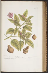 Levy 404, "A Curious Herbal"