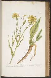 Levy 406, "A Curious Herbal"