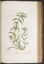 Levy 412, "A Curious Herbal"