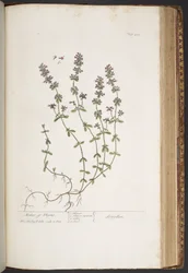Levy 418, "A Curious Herbal"