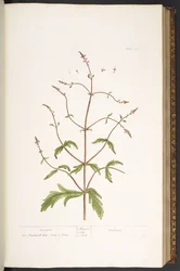 Levy 41, Vervain, "A Curious Herbal"
